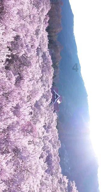 骑马与砍杀