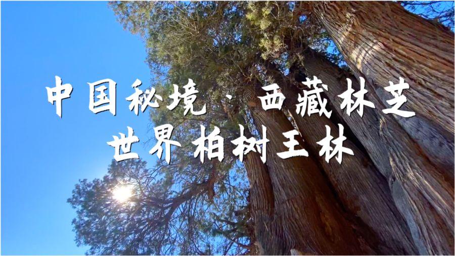 翻转吧，苹果虫